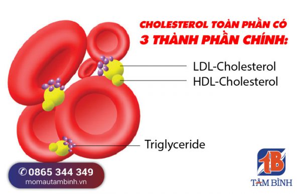 Thành phần chính của Cholesterol toàn phần